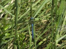 Дозорщик-император_самец